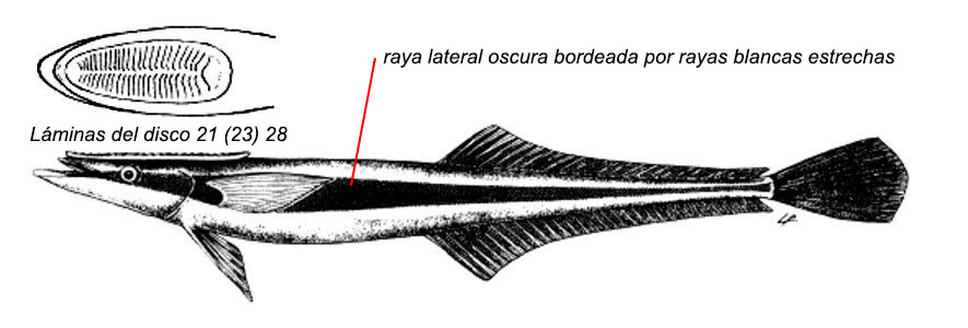 Echeneis naucrates_001.jpg